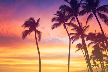 Fototapeta na wymiar Tropical sunset sky with palm trees
