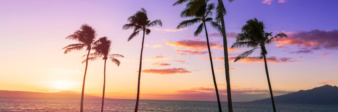 Tropical sunset sky with palm trees