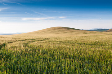 Un campo de trigo con una bella colina al fondo en Guadalajara, España.