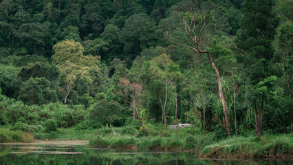forest in the morning
