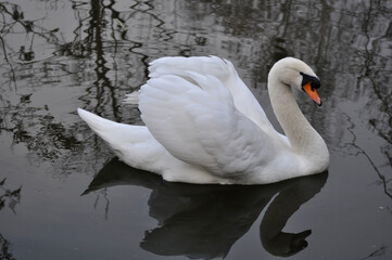 Mute swan (Cygnus olor) portrait