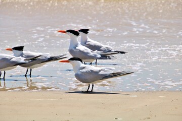 Royal Terns on North Padre National Seashore beach