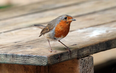 A cute European robin perching on a wooden outdoor table. 