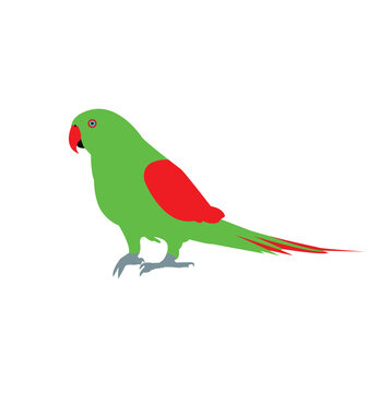 parrot on white background