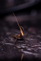 spider on the ground