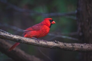 Shallow focus shot of adorable red Northern cardinal perched on a branch