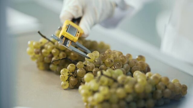  Female hands is measuring grapes. Quality control. winemakers laboratory testing wine in winery lab.