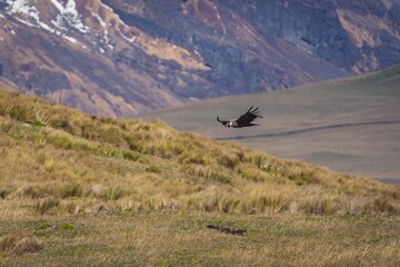 Andean condor bird with open wings flying above the field with its shadow