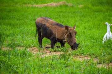 An adult warthog in a nature reserve in Zimbabwe.