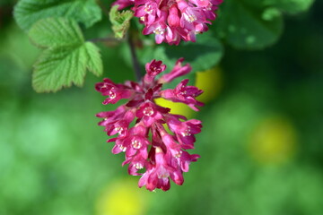 Rosa Blüten einer Blut-Johannisbeere