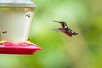 Little woodstar mid flight