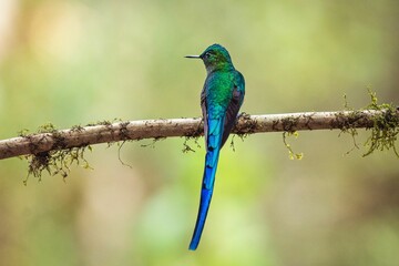Long-tailed sylph perched on a tree branch
