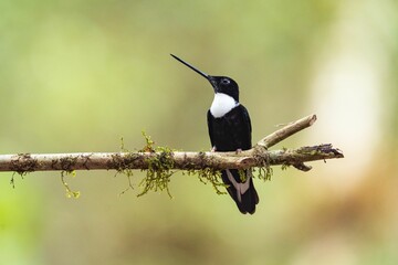 Collared inca perched on a tree branch