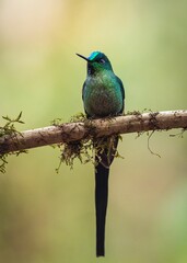 Long-tailed sylph perched on a tree branch