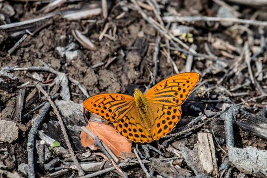 Silver-washed fritillary (Argynnis paphia) in boreal forest zone (souther taiga subzone). Eastern Baltic