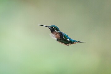 Gorgeted woodstar mid flight