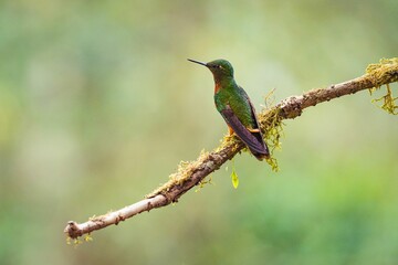 Hummingbird perched on a tree branch