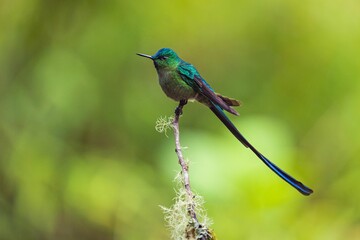 Long-tailed sylph perched on a branch