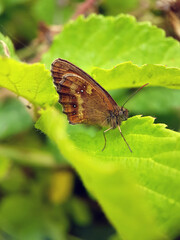 meadow brown butterfly