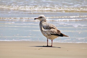 Western Gull on North Padre National Seashore beach