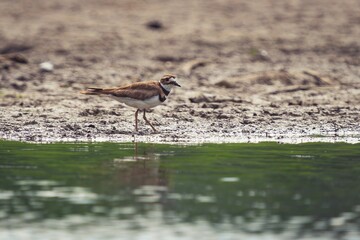 Small killdeer bird by a pond