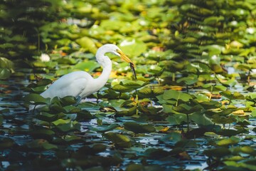 Egret bird holding a fish in its beak and walking over lily pads