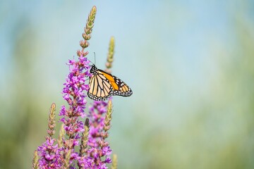 Monarch butterfly on purple flowers - Powered by Adobe