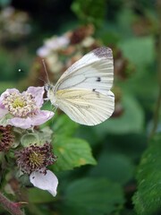 cabbage white butterfly
