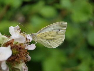 cabbage white butterfly