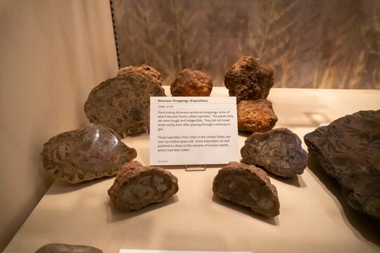 Fossilized dinosaur feces (coprolites) on display at Liverpool World Museum. Dinosaur droppings or poop fossil. 