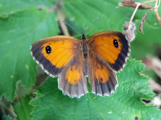 meadow brown butterfly