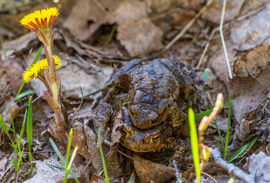 Mating common toads (Bufo bufo). Axillary amplexus posture (form of pseudocopulation). Spring reproductive behavior of amphibians after hibernation