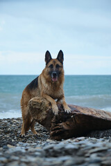 Charming purebred dog posing in nature. German Shepherd stands with front paws leaning on log, and hind paws on pebbly seashore on stones. A walk with a pet along the Black Sea coast in Sochi.