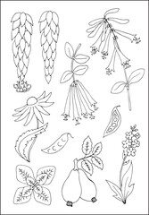 Set of vector vegetal botanical decorative elements in black and white, contours and different forms of tropical leaves, silhouettes of leaves and flowers.