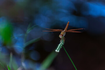 dragonfly on the grass