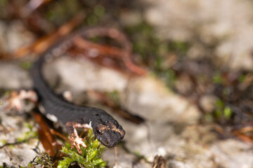 Salamandrina perspicillata, the northern spectacled salamander, is a species of salamander in the family Salamandridae found only in Italy.