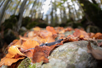 Salamandrina perspicillata, the northern spectacled salamander, is a species of salamander in the family Salamandridae found only in Italy.
