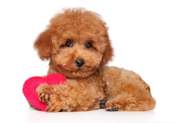 Red poodle puppy is lying on a soft red pillow