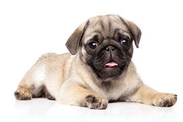 Young Pug Whelp - A Funny and Loyal Companion