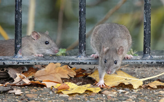 Two brown rats climbing through metal railings in a park on an autumn day.  