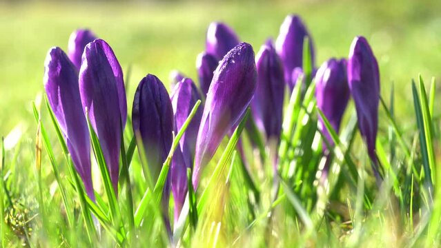 Beautiful violet crocuses grow in meadow. Early spring flowers.