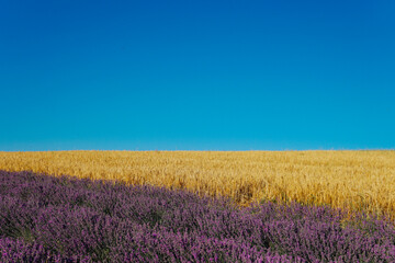 Fototapeta na wymiar field with lavender with wheat blue sky beautiful nature
