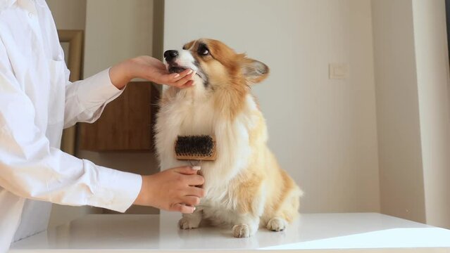A brunette girl combs a corgi dog with a comb indoors, a sunny day. the concept of caring for your beloved pet.