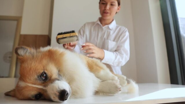 A brunette girl combs a corgi dog with a comb indoors, a sunny day. the concept of caring for your beloved pet.