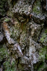Thick tree trunk texture background