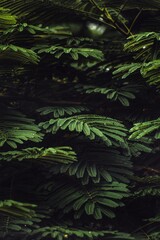 fern in the forest, forest, moody, mood, plants, nature, forest time, forest, nature, tree, palm, tropical, jungle, plant, trees, water, leaf, landscape, garden, rainforest, plants, summer, grass, fer - obrazy, fototapety, plakaty