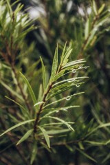 close up of pine needles, dew drops, plants, plant, garden, nature, plant, nature, grass, field, tree, rosemary, food, leaf, agriculture, herb, farm, pine, wheat, branch, summer, forest, rice, closeup