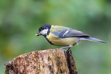 A Great Tit with food on a tree trunk in Sussex, England.