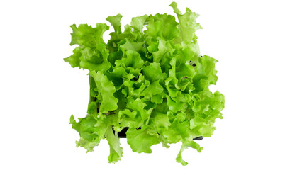 Obraz premium pied de salades à replanter dans un jardin 