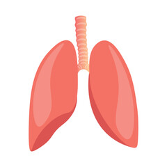 Human lungs that are responsible for our breathing, muscle, pink, breathing, belly, organ, vector illustration, isolated background